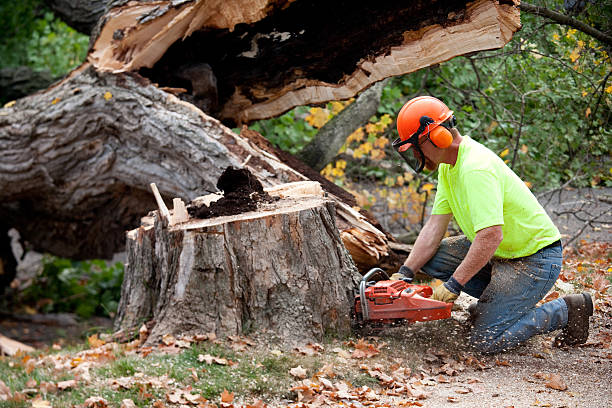 The Steps Involved in Our Tree Care Process in Castle Point, MO